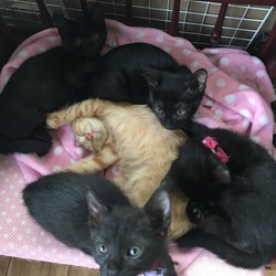 ねこの譲渡会＠ドコモショップ サムネイル2