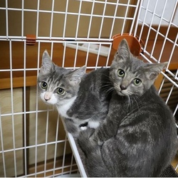 ねこの譲渡会＠ドコモショップ サムネイル3