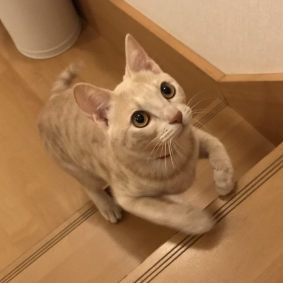 ニコのカバー写真