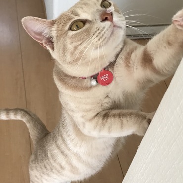 ニコの写真