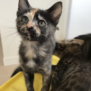 【11/4譲渡会】性格花マルな生後3ヶ月兄妹♪