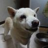 柴犬♀　老犬 サムネイル5