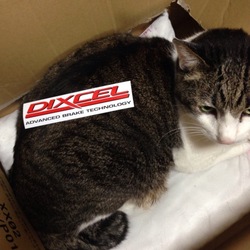 猫たちご紹介　シロ