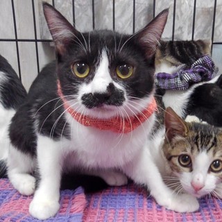 パン一家【ぁん】