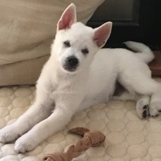 目が殆ど見えないけどヤンチャな紀州犬の子犬