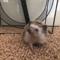 ハリネズミの里親募集♀