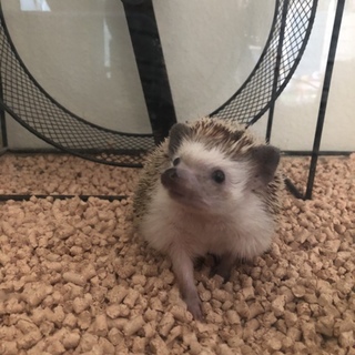 ハリネズミの里親募集♀