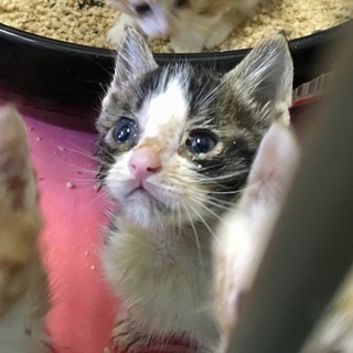 生後１ヶ月程度の５匹子猫たち