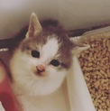 責任感のある方に。可愛い子です