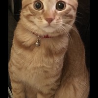 ジル
