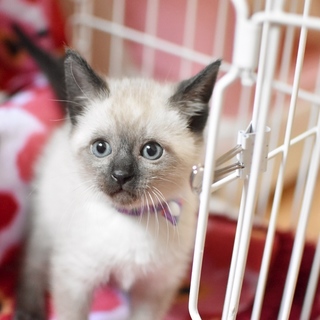 シャムミックス美男【紫秋】