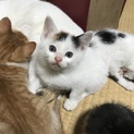 生後1ヶ月半 ☆ 子猫 ☆ 里親募集