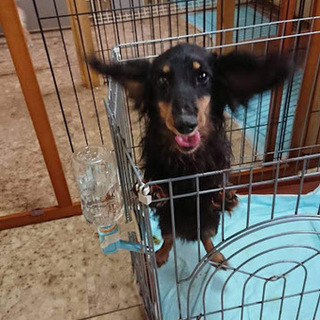 ニッカ　優しい男子です