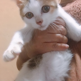 美人三姉妹  三毛の月ちゃん