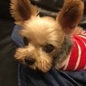 ヨーキー蘭丸10歳