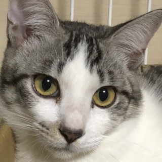 代理掲載・サヴァ