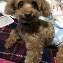 急募です