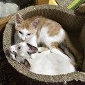 可愛いい子猫の家族募集