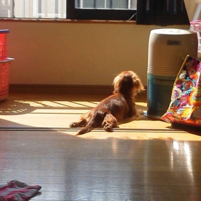 Halzunのカバー写真