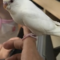 お願いします