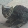 可愛いキジトラ子猫を家族に迎えてやって下さい サムネイル4