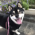人懐っこい黒柴