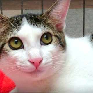 【募集停止】ぼくの名前はねこだけど「うま」