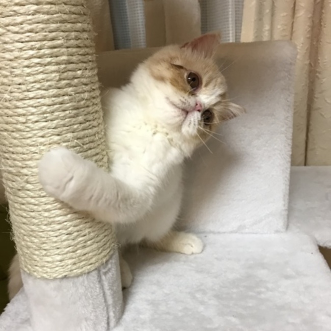 rrrmamaのカバー写真