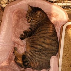 保護した翌日出産！！