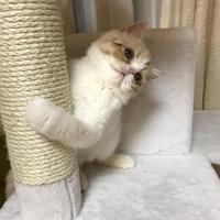 マル