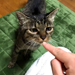 丸顔キジトラの「のんちゃん」