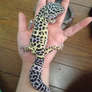 レオパードゲッコー