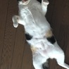 ぽっちゃり三毛猫のミミちゃん サムネイル2