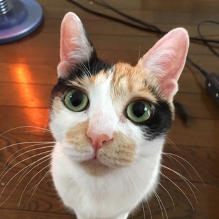 ぽっちゃり三毛猫のミミちゃん