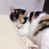 ぽっちゃり三毛猫のミミちゃん サムネイル6