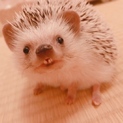 ありがとうございました。