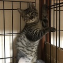 里親さん決定❣️ありがとうございました