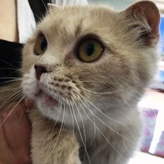 スコテッシュの成猫