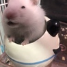 ハムちゃん元気です！！