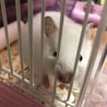 ハムちゃん元気です2！！
