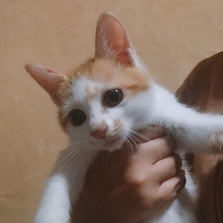 美人三姉妹  茶白の花ちゃん