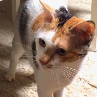 三毛猫チーズとスレンダーなチェリー