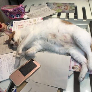 甘えんぼうの男の子2匹(*´ω｀*)