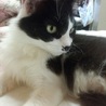 ふさ、ふさ長毛のふさちゃん サムネイル4