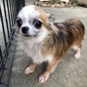 チワワのポムちゃん