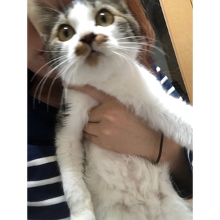 生後7ヶ月MIX猫 2匹