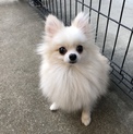 ポメラニアンのペッシュちゃん