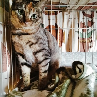 【船橋市、キジトラちぃちゃん】