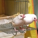 クリーム文鳥メスの里親さん募集します