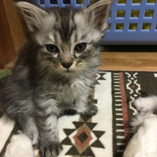 泣く泣くの応募になります